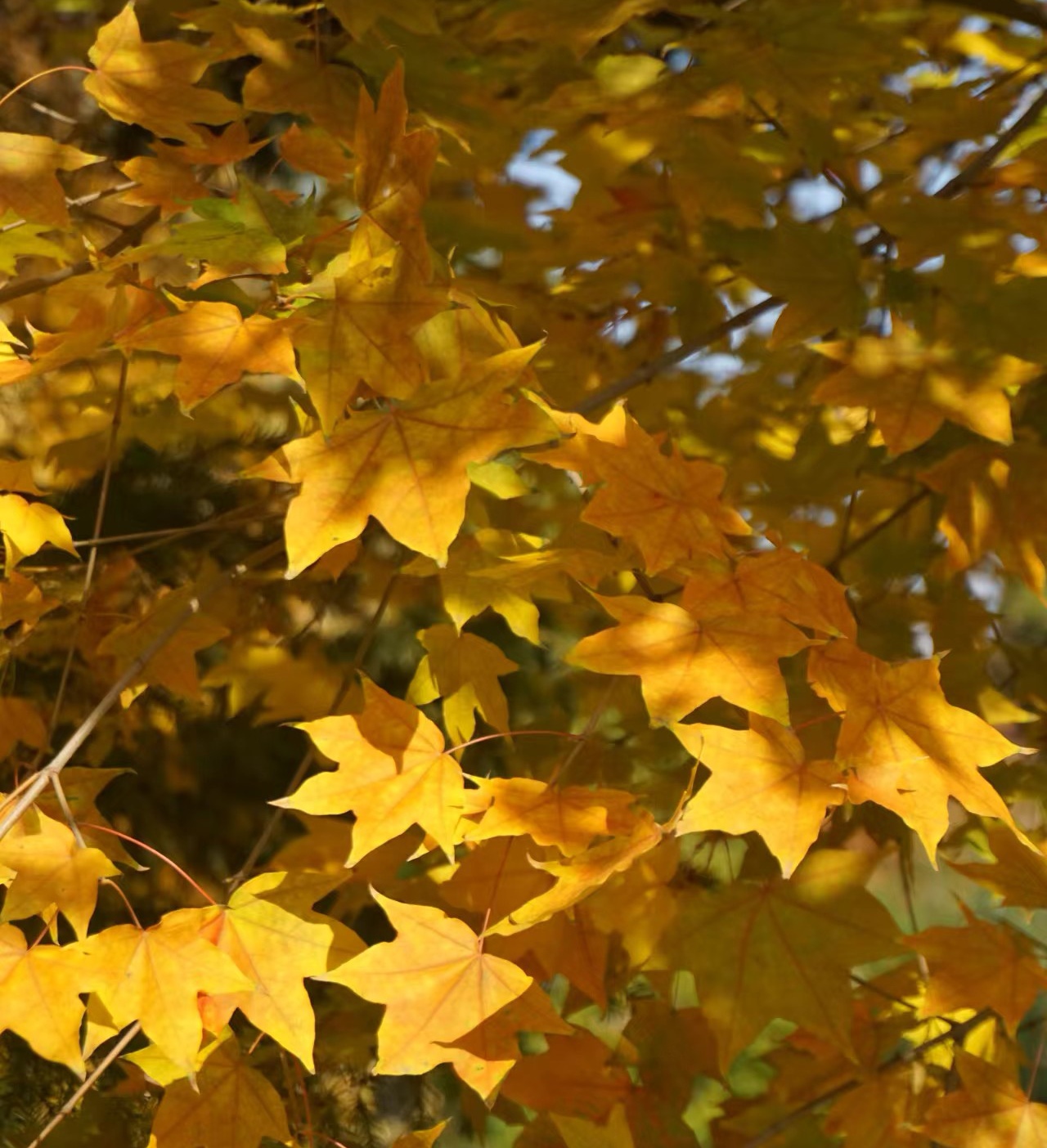 1761194764472125.jpg mmexport1761194334454_edit_625292094912918.jpg